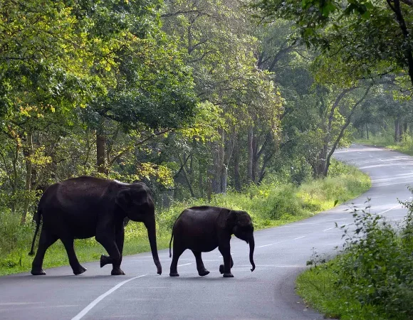Discovering Wayanad: A Hidden Gem in Kerala